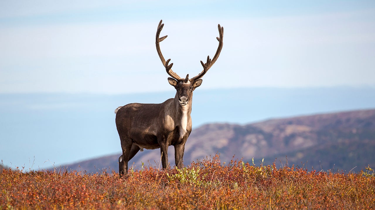 Caribou walk across the tundra in Alaska during their fall migration. This is an excellent time to see these majestic animals and there are several tour groups, such as Arctic Wild, that offer visitors safari packages. (Daniel A. Leifheit/Getty Images)
