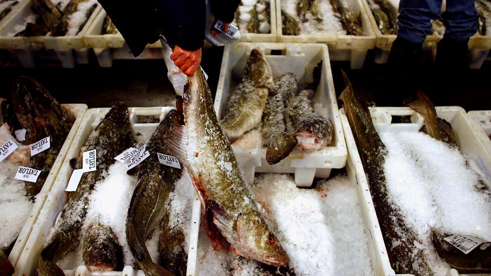 North Sea Cod Out of the 'Red' for Overfishing | The Weather Channel
