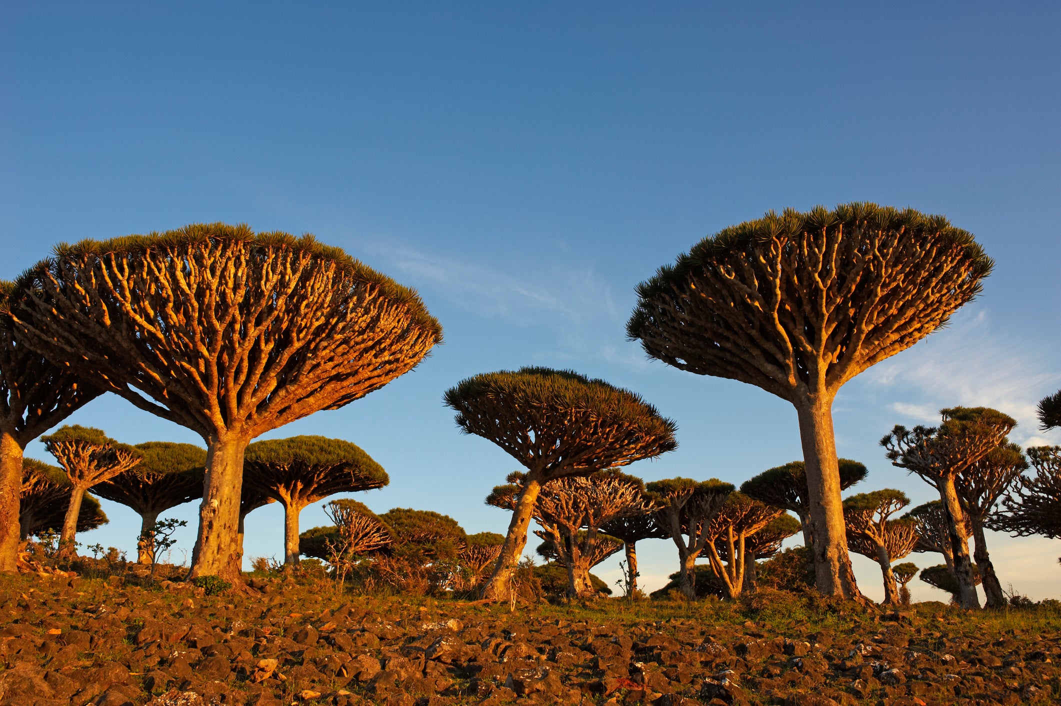 Yemen, Socotra island, Dragon tree, Dracaena Cinnabari.
