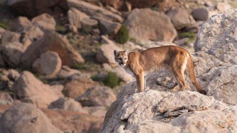 Mountain Lion