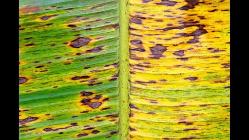 Banana (Musa sapientum) tree leaf, Mexico