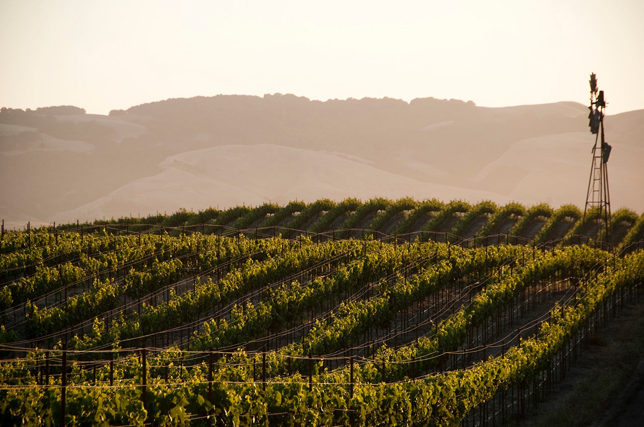 Vineyards stretch as far as the eye can see in Sonoma, Calif. (Tai Power Seeff via Getty Images)