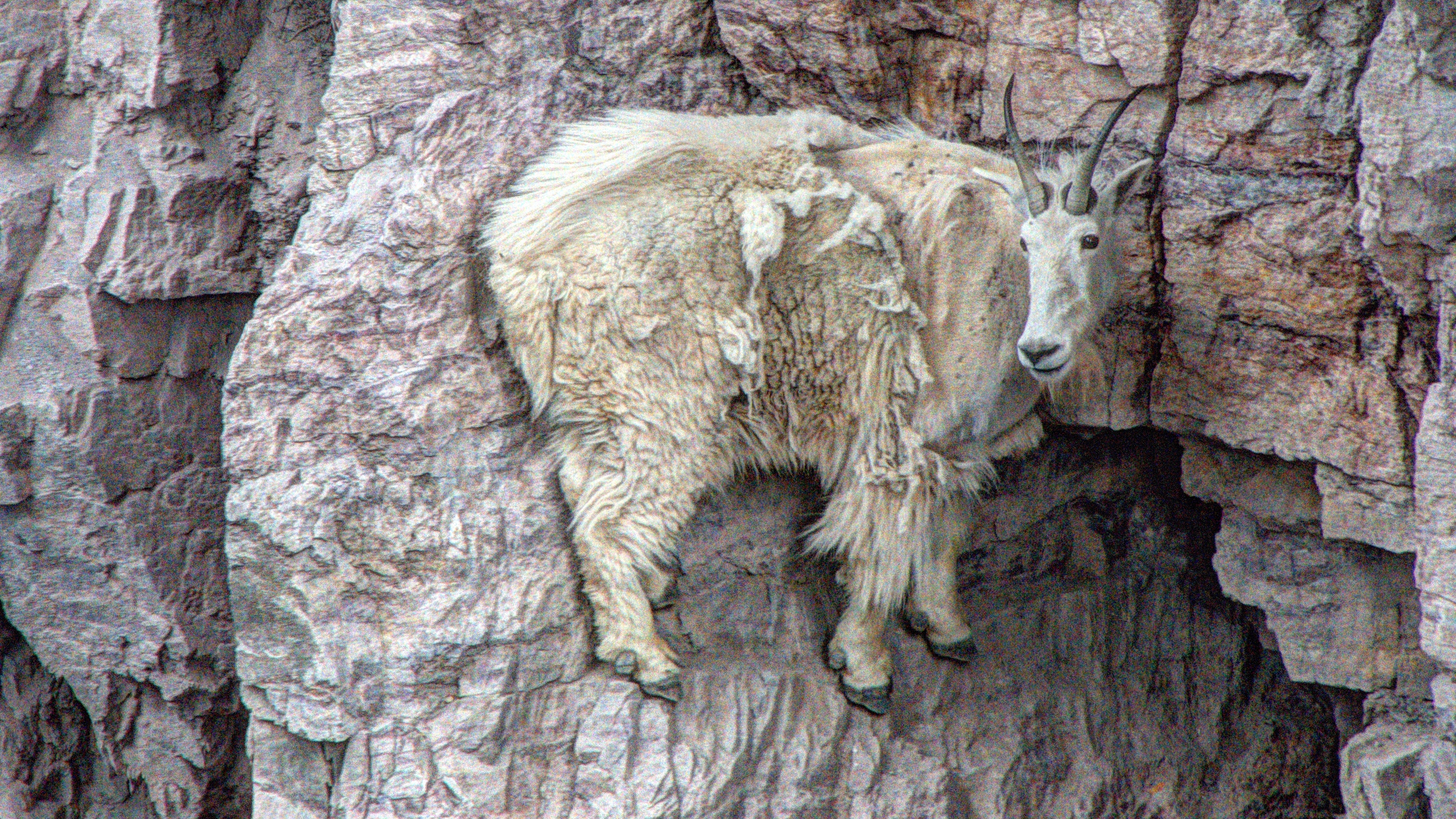 How Do Goats Climb Walls Feed Animals, Climb A Wall And Explore The