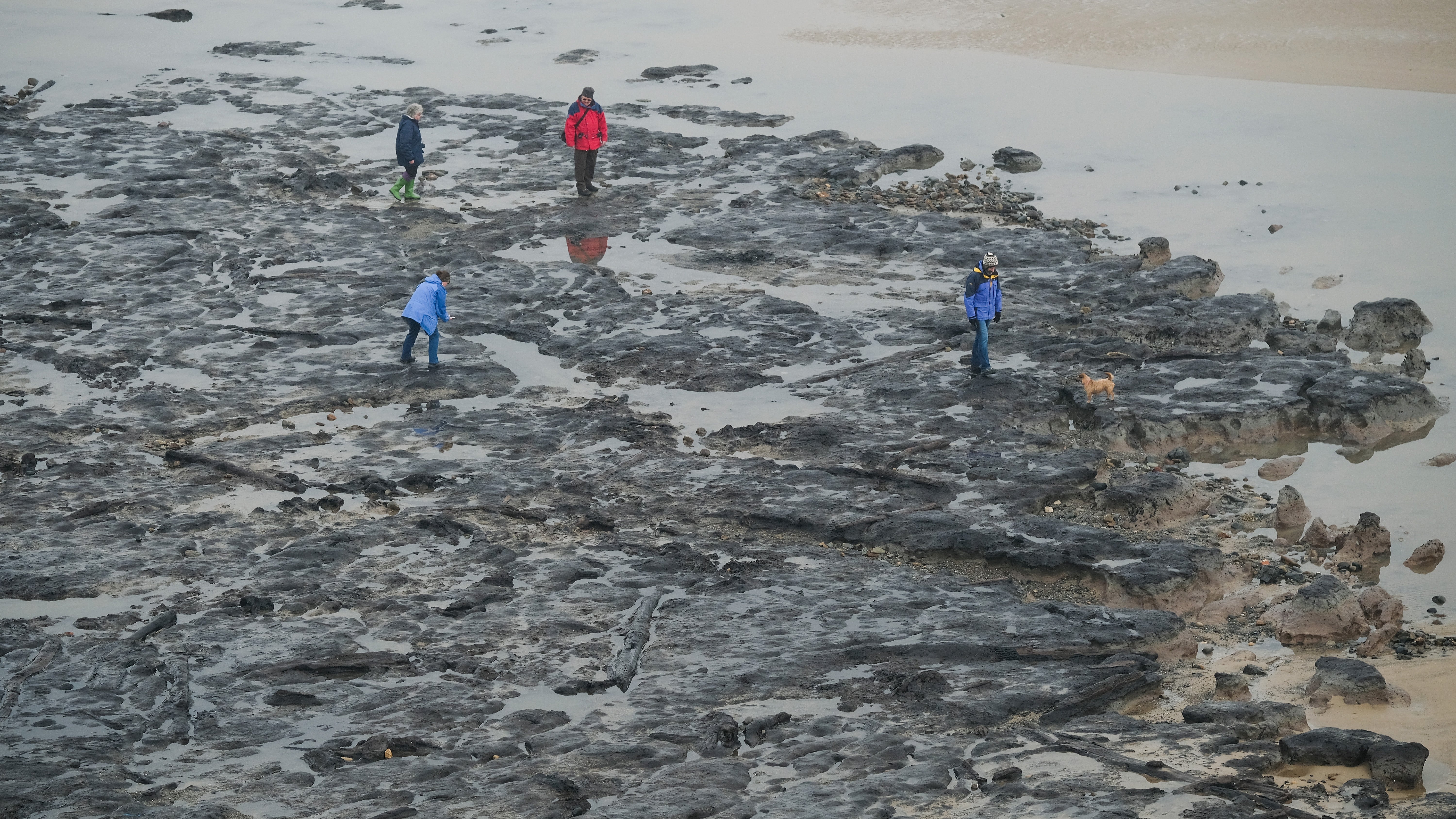 Onlookers walk among ancient petrified tree roots and branches revealed after sand was washed away on Redcar beach on March 6, 2018 in Redcar, England. Following recent bad weather including Storm Emma, the sand on the beach has been washed away revealing the ancient forest. The first written account of the submerged forest dates from 1871, the petrified tree stumps give an insight as to how this stretch of coastline looked at least 7,000 years ago. (Ian Forsyth/Getty Images)                                       