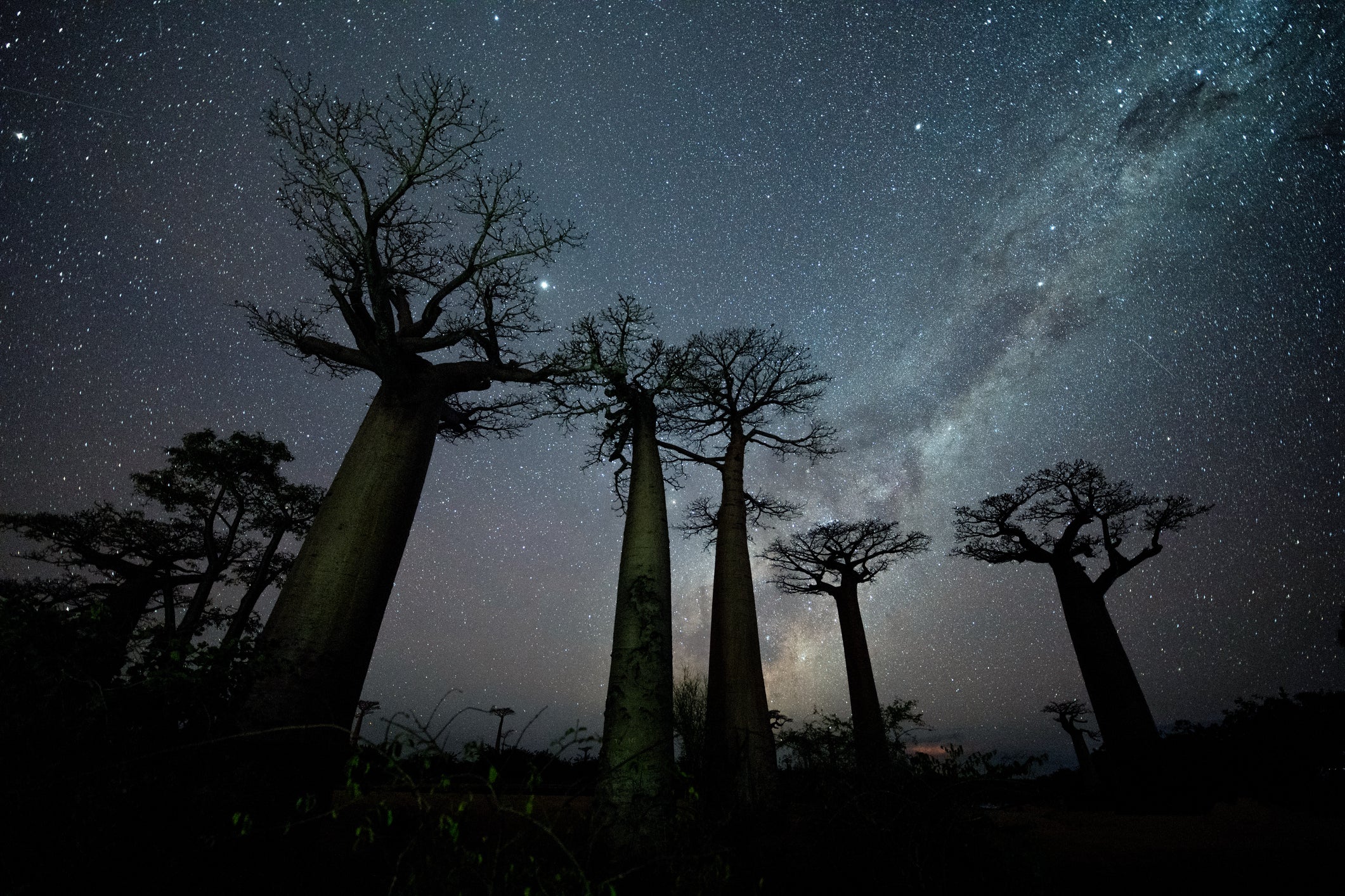 Milky Way at Avenue of the Baobabs