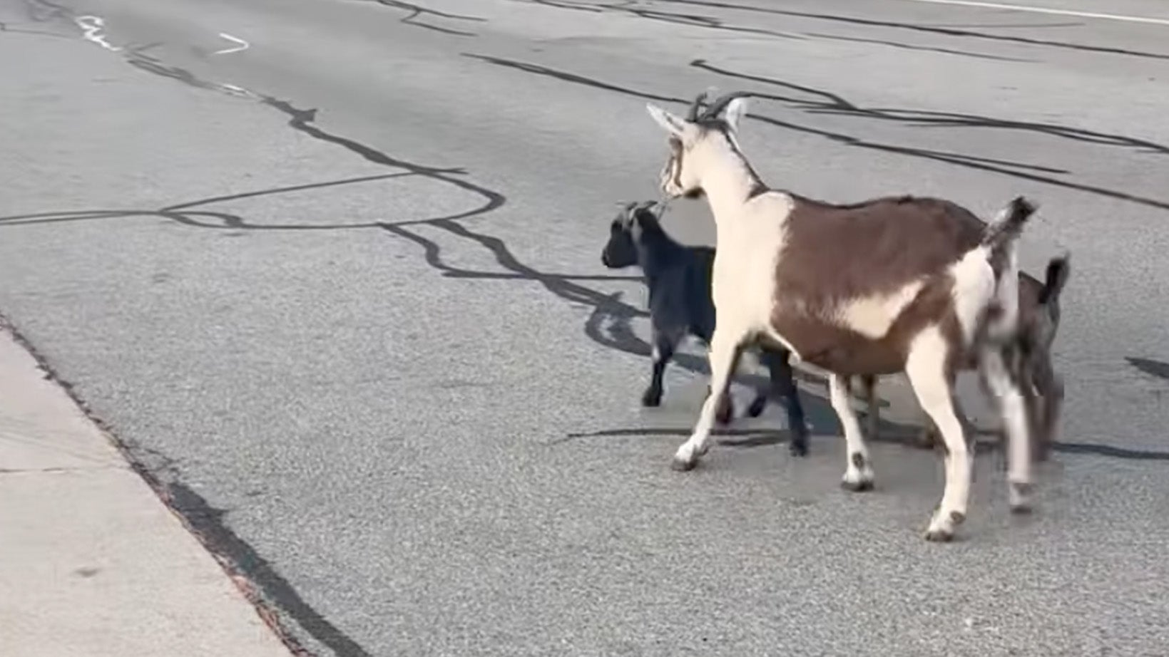Three Goats And Dog Rescued By Fire Fighters