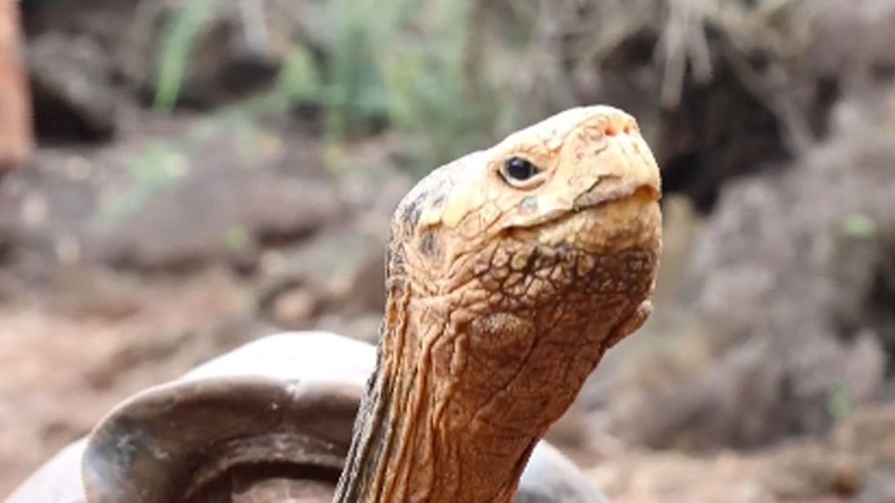 Diego The Tortoise May Have Saved His Entire Species The
