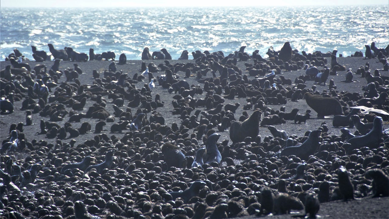 Alaska S Bogoslof Volcano Becomes Fur Seal Breeding Ground