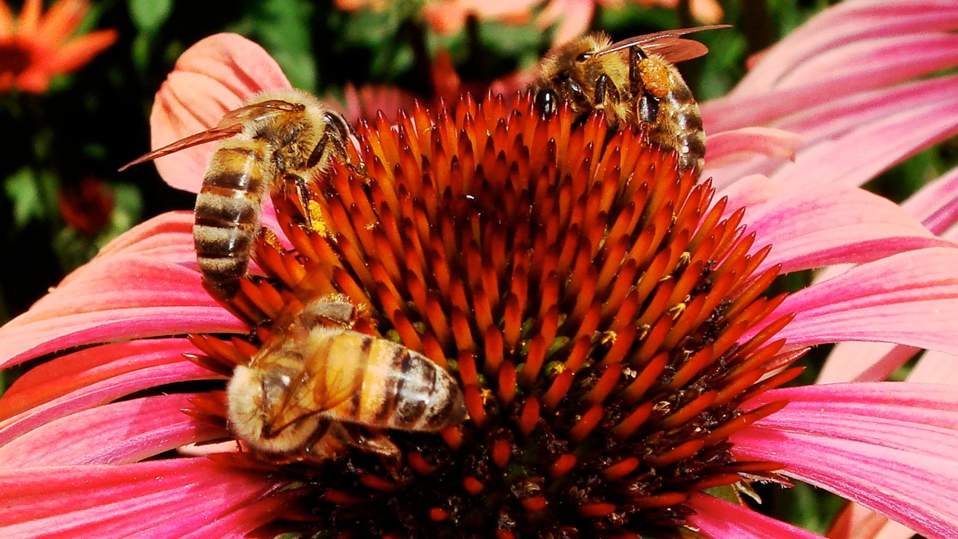 Bees' Risk From Pesticides Rises With Climate Change | Weather.com