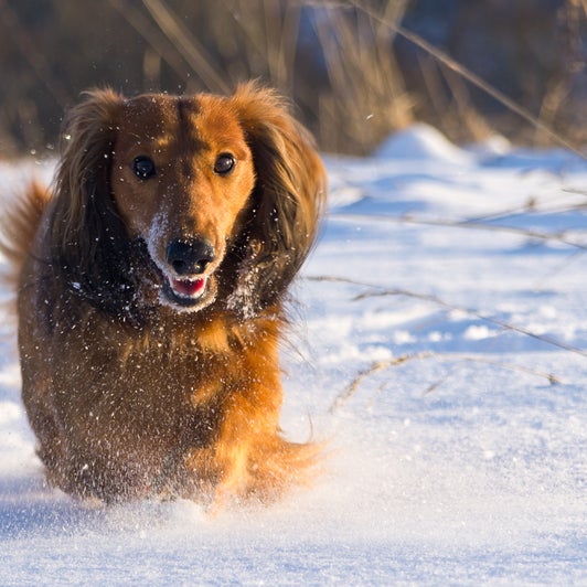 Wintergefahren Fur Haustiere So Schutzen Sie Ihren Liebling The Weather Channel Artikel Von The Weather Channel Weather Com