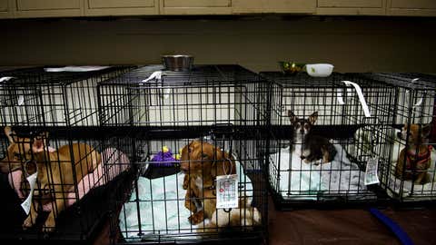 Comienza Rescate De Mascotas Y Animales Albergados En La Ruta Del Huracan Michael The Weather Channel Articulos De The Weather Channel Weather Com
