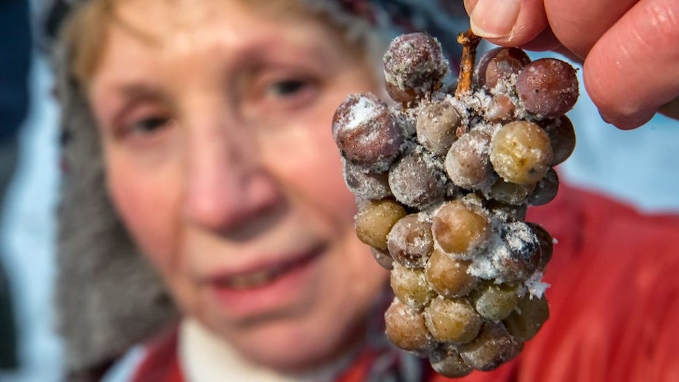 Close-up of harvested Riesling grapes for ice wine