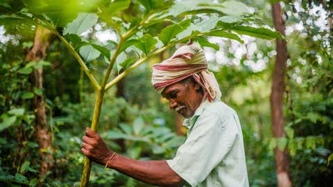 Mahadu Bua holding an edible forest plant of 'lot', a wild yam, found abundantly at Vanvadi. (Sanjiv Valson and Rishi Gangoli)