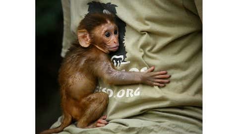 EcoGuardians: Kartick Satyanarayan on Conserving India’s Wild, Rescuing Animals, Wildlife SOS and More 6 An orphaned baby Rhesus Macaque, rescued by our Rapid Response Unit in Agra, holds onto one of our animal keeper’s after gobbling down a fresh platter of watermelons. (Wildlife SOS/Mradul Pathak)