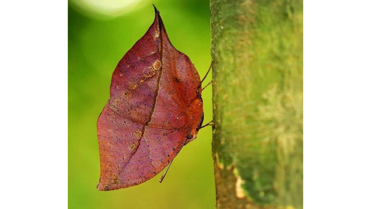 A Blue Oakleaf butterfly sits on a branch of a tree, with its closed wings resembling a brown, dead leaf. (TOI, BCCL, Mangaluru)