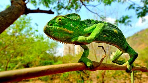From Attracting Mates to Scaring Predators Away, Here Are Six Reasons Why Animals Use Colours 3 A chameleon. (KK Choudhary/TOI, BCCL, Mumbai)