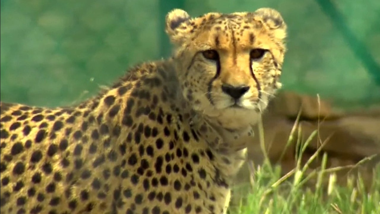 Some Cheetahs At Kuno National Park Could Be Shifted to New ...