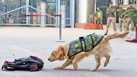 Representational image of a sniffer dog (Ranjit Kumar/BCCL Delhi)