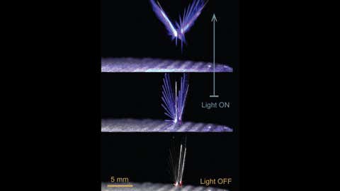 Stimuli responsive polymer allows the creation of artificial, autonomously operating structures. In dark and calm weather, the fairy stays still. When there is enough light, the structure opens automatically allowing flying in the wind flow. (Jianfeng Yang / Tampere University)