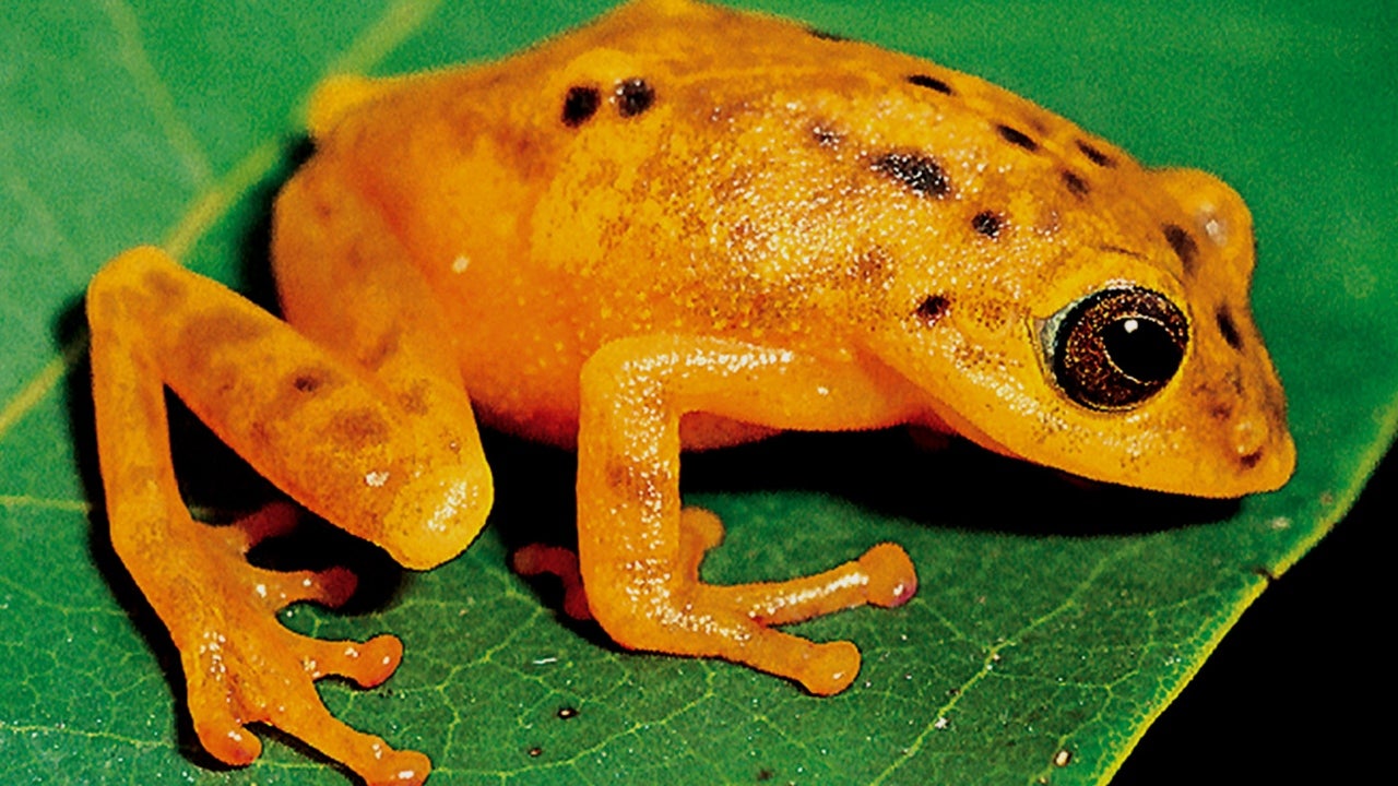 A frog. (TOI, BCCL, Mumbai)