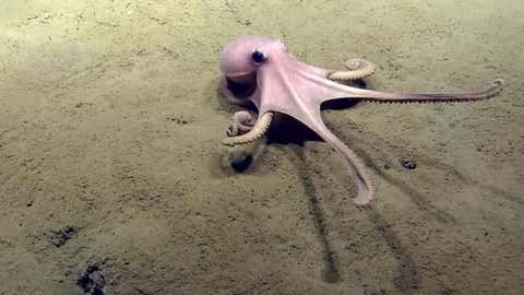 An octopus stretches out while crawling across the seafloor. (NOAA Office of Ocean Exploration and Research, 2013 Northeast U.S. Canyons Expedition.)