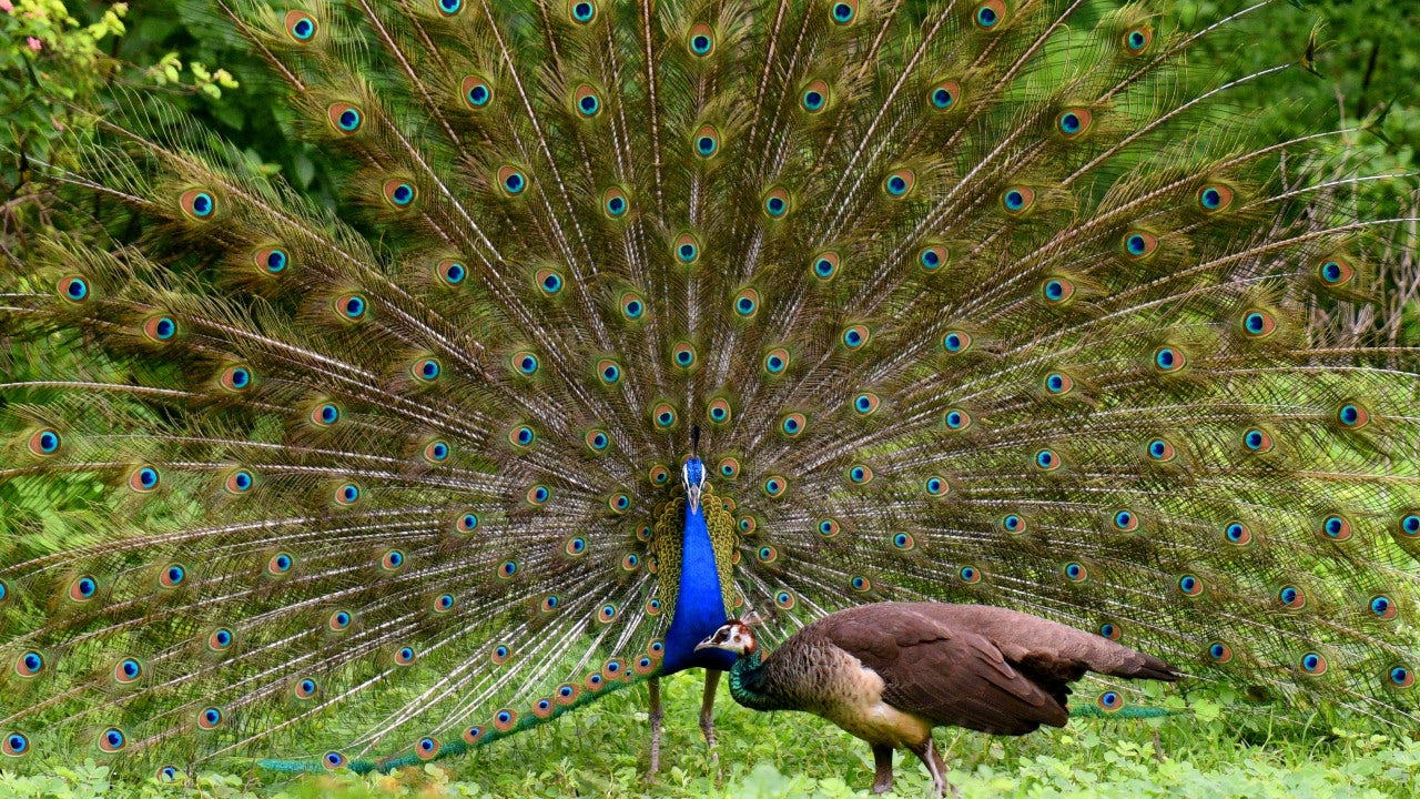 A peacock dances in front of a peahen at Sopan Baug near Ghorpadi in Pune, Maharashtra. (Amit Ruke/BCCL Pune)