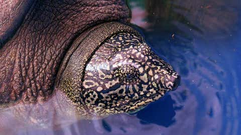 Swinhoe's softshell turtle. (WCS Viet Nam)