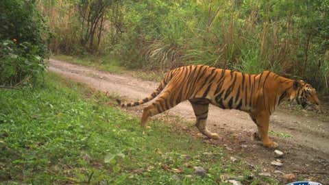 Tigress camera trap image. (WTI)