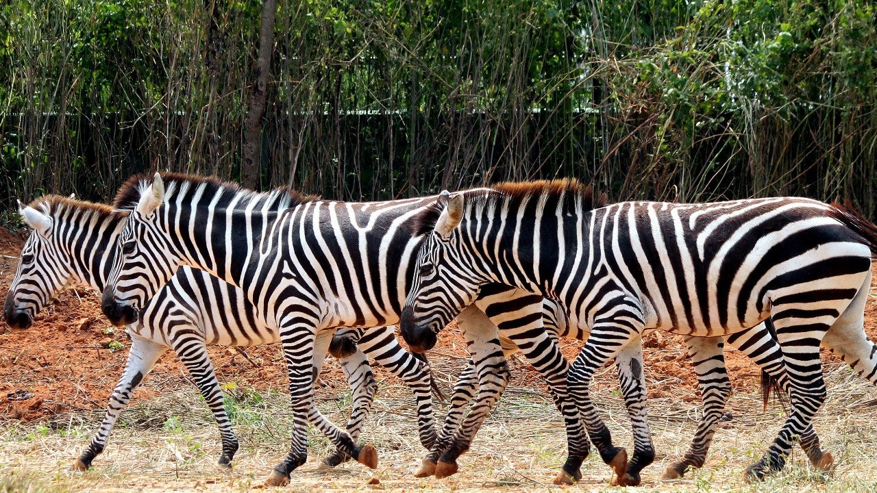 Zebras. (Mohammed Asad/BCCL Bengaluru)