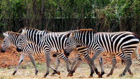 From Attracting Mates to Scaring Predators Away, Here Are Six Reasons Why Animals Use Colours 6 Zebras. (Mohammed Asad/BCCL Bengaluru)