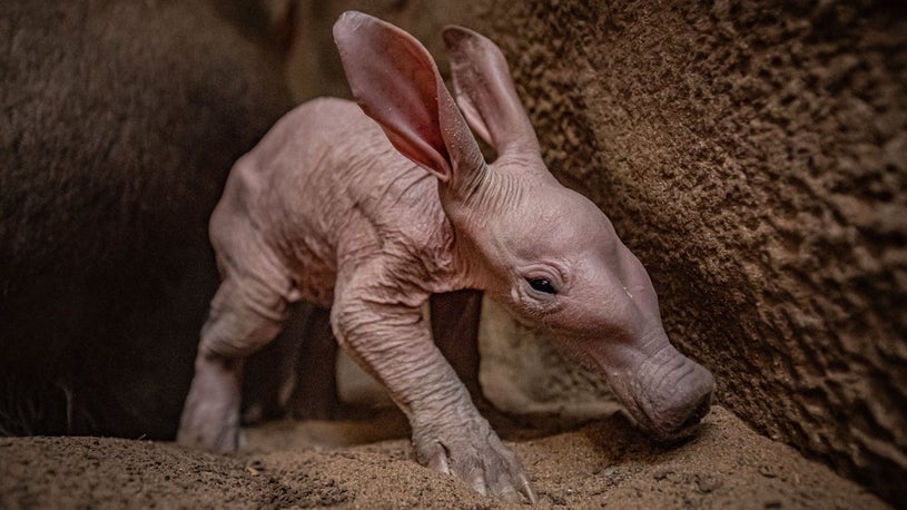 Meet 'Dobby'—UK Zoo Chester's First Baby Aardvark in Its History of 90 Years  | The Weather Channel