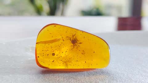 The two-millimetre-long fossil of the ancient crab was found encased in a piece of amber jewelry at a market in Tengchong, China. (Lida Xing)