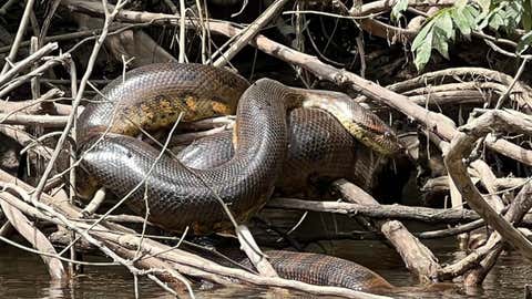 Scientists Visit the Amazon to Film a Documentary, End Up Discovering a