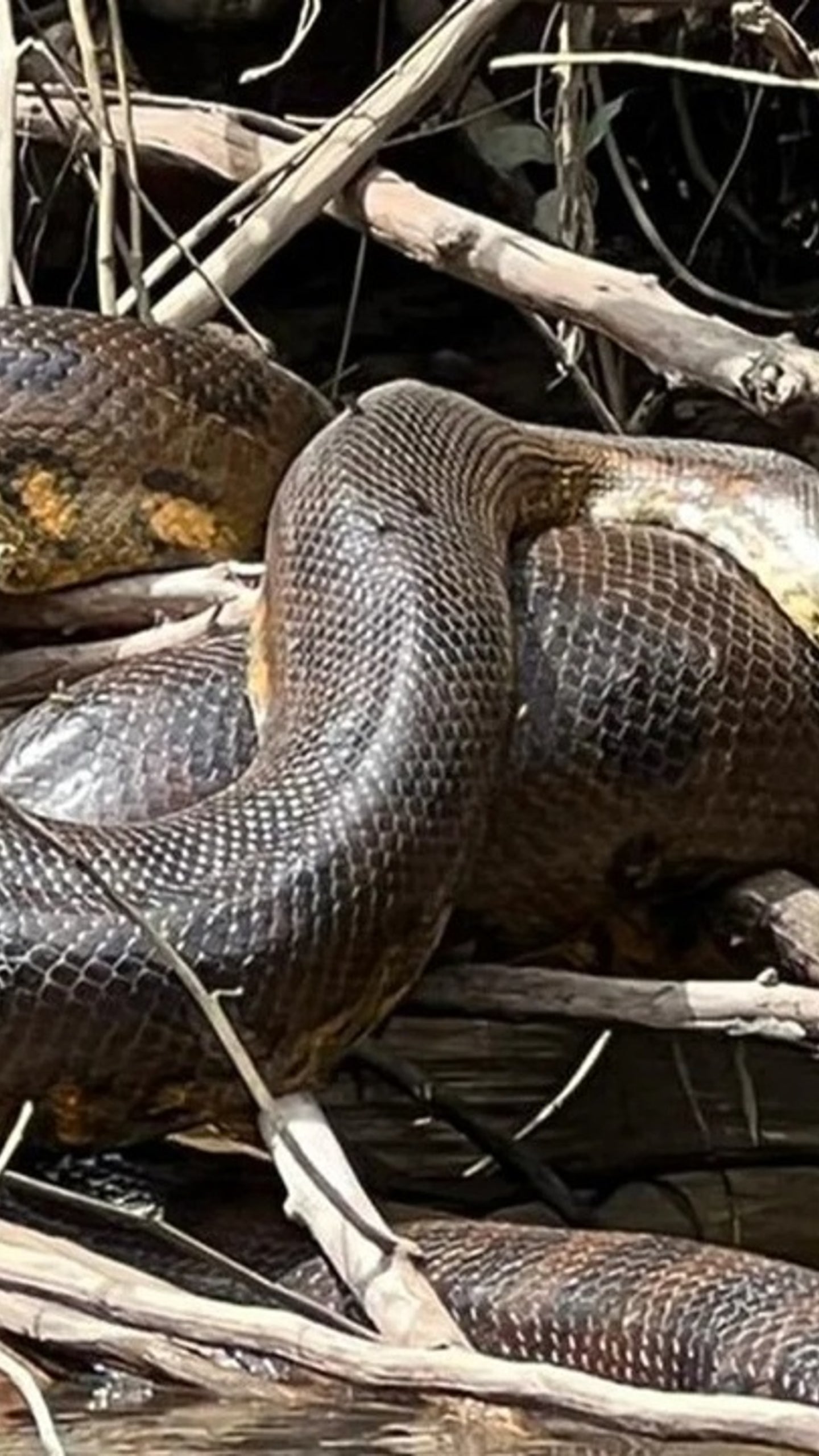 Everyday Science About Anacondas Florida's War With Invasive Pythons