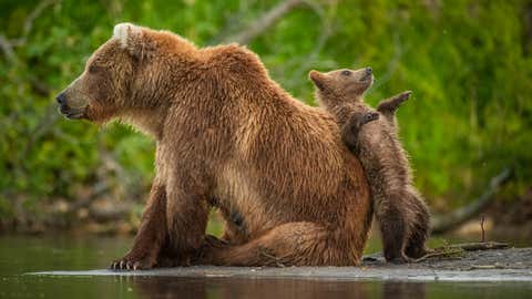 Comedy Wildlife Photography Awards: Funniest Finalists of 2021 - Part 2 ( PHOTOS) | The Weather Channel Comedy Wildlife Photography Awards: Funniest Finalists of 2021 - Part 2 ( PHOTOS) | The Weather Channel