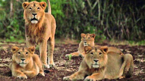 Asiatic lion (TOI, BCCL, Mumbai)
