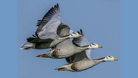 Bar-headed geese (ebird / IANS)
