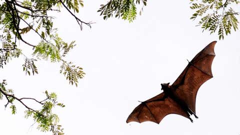 A bat in flight.(A. Prathap/BCCL Chennai)