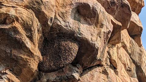 New Evidence Suggests the Historic Dickinsonia Fossil Found At Bhimbetka Caves Was Actually A Beehive Print! 2 Large beehives dot the site. After they are abandonded and decay, they briefly resemble fossils of the primitive animal Dickinsonia. (Joseph Meert/ University of Florida/ via EurekAlert)