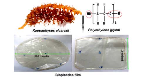 The bio-plastic film made by the National Institute of Ocean Technology using marine seaweed and PEG-3000. (India Science Wire)