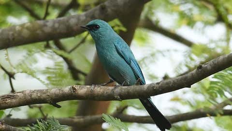 Representative image of Verditer Flycatcher. (SR Madhusudhan/TOI, BCCL, Mysuru)
