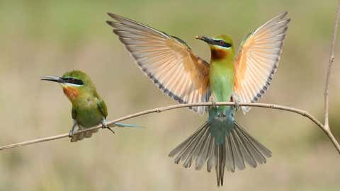 A pair of blue-tailed bee-eater. (Madhusudhan Sr/TOI, BCCL, Mysuru)