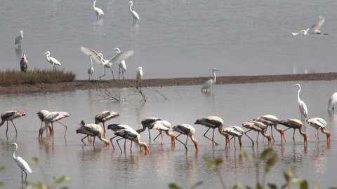 A flock of flamingos spotted at Siridao, Goa. (IANS)