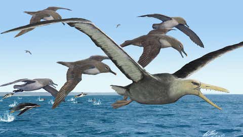 Giant Toothed Birds of Southern Oceans Emerge as Antarctica Fossils from the 1980s 1 Giant Toothed Birds of Southern Oceans Emerge as Antarctica Fossils from the 1980s 1