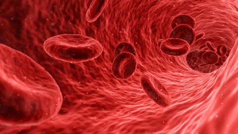 Red blood cells. (IANS)
