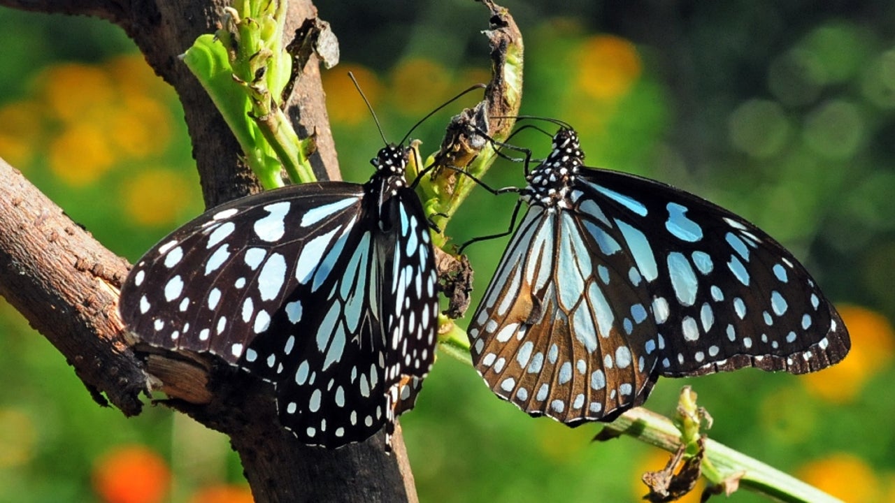 Butterfly Month Seven Species To Compete For National Butterfly Of India Title Poll Now Open For Citizens The Weather Channel Articles From The Weather Channel Weather Com