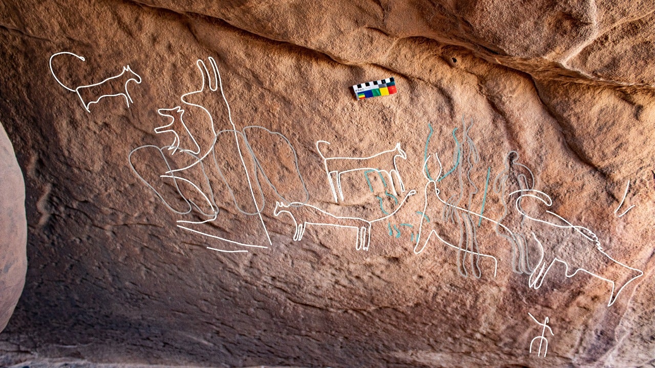 Rock art with fascinating  carvings of other animals. Virtual white lines are drawn over the carvings to enhance them for viewers.