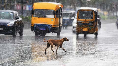 Representative image (BA Raju/BCCL)