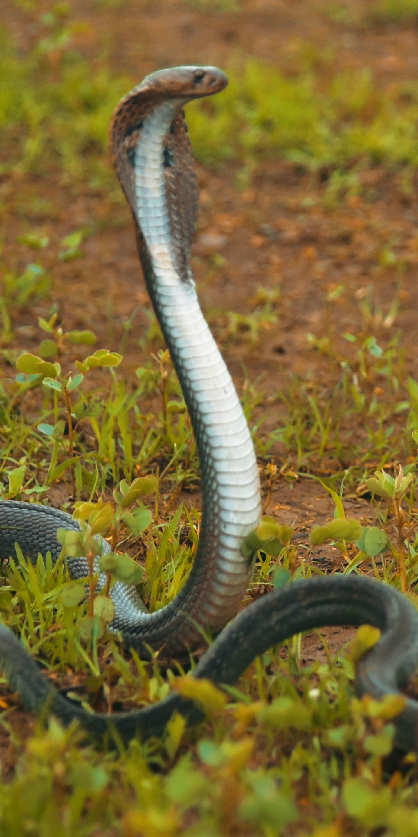 Lelapiidae Elapidae Snake
