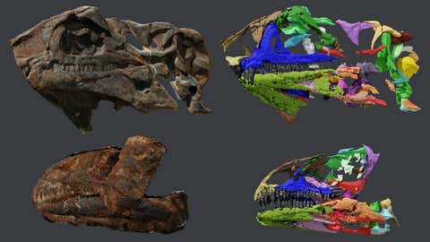 Cold Bone: Palaeontologists Unearth First Evidence of Distinct Greenlandic Dinosaur Species 2 Issi saaneq skulls. (Victor Beccari)